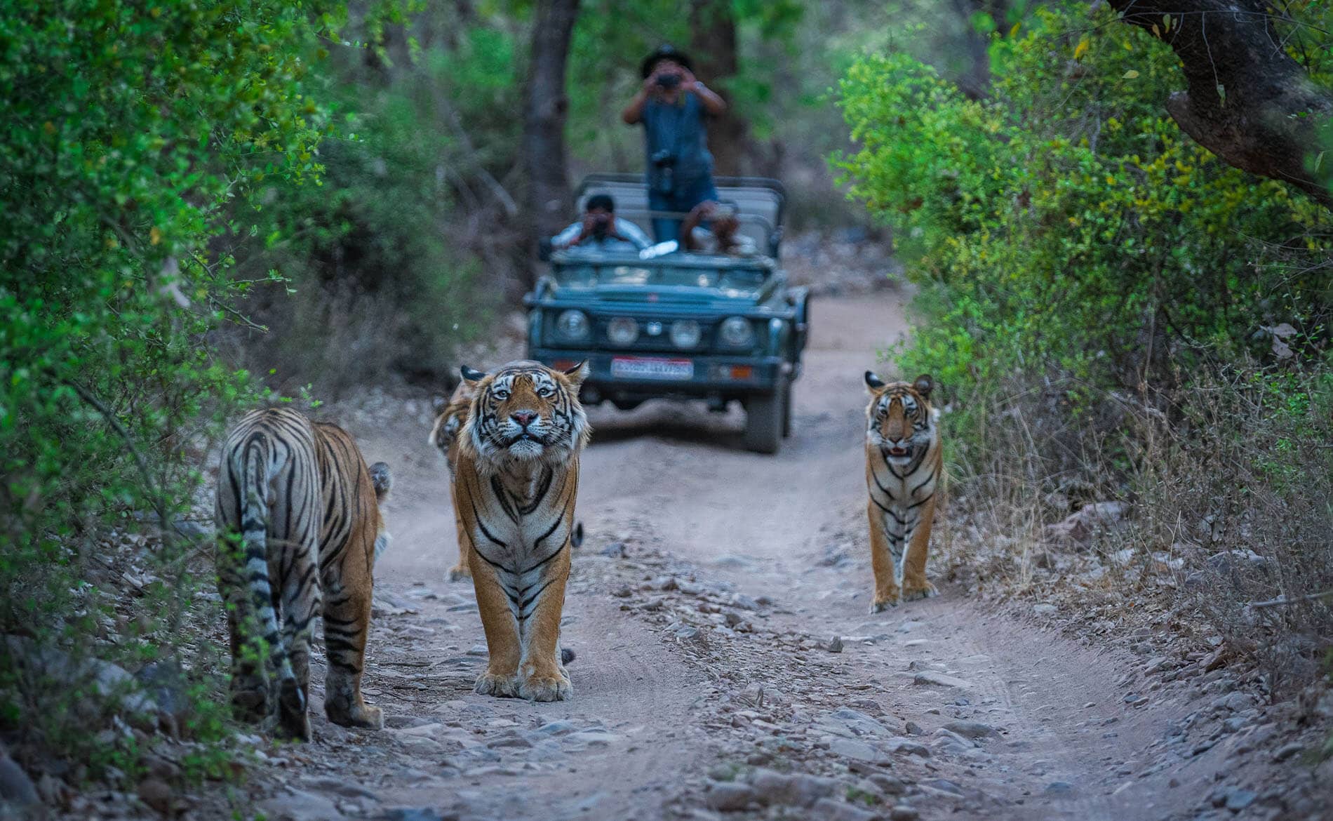 Jim Corbett